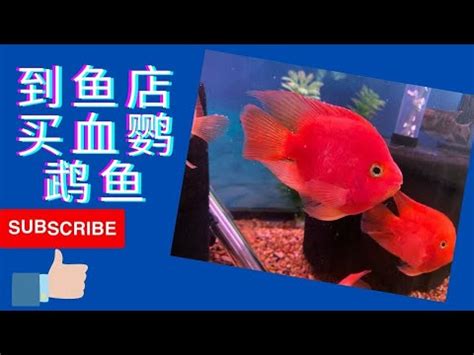 鸚鵡魚種類